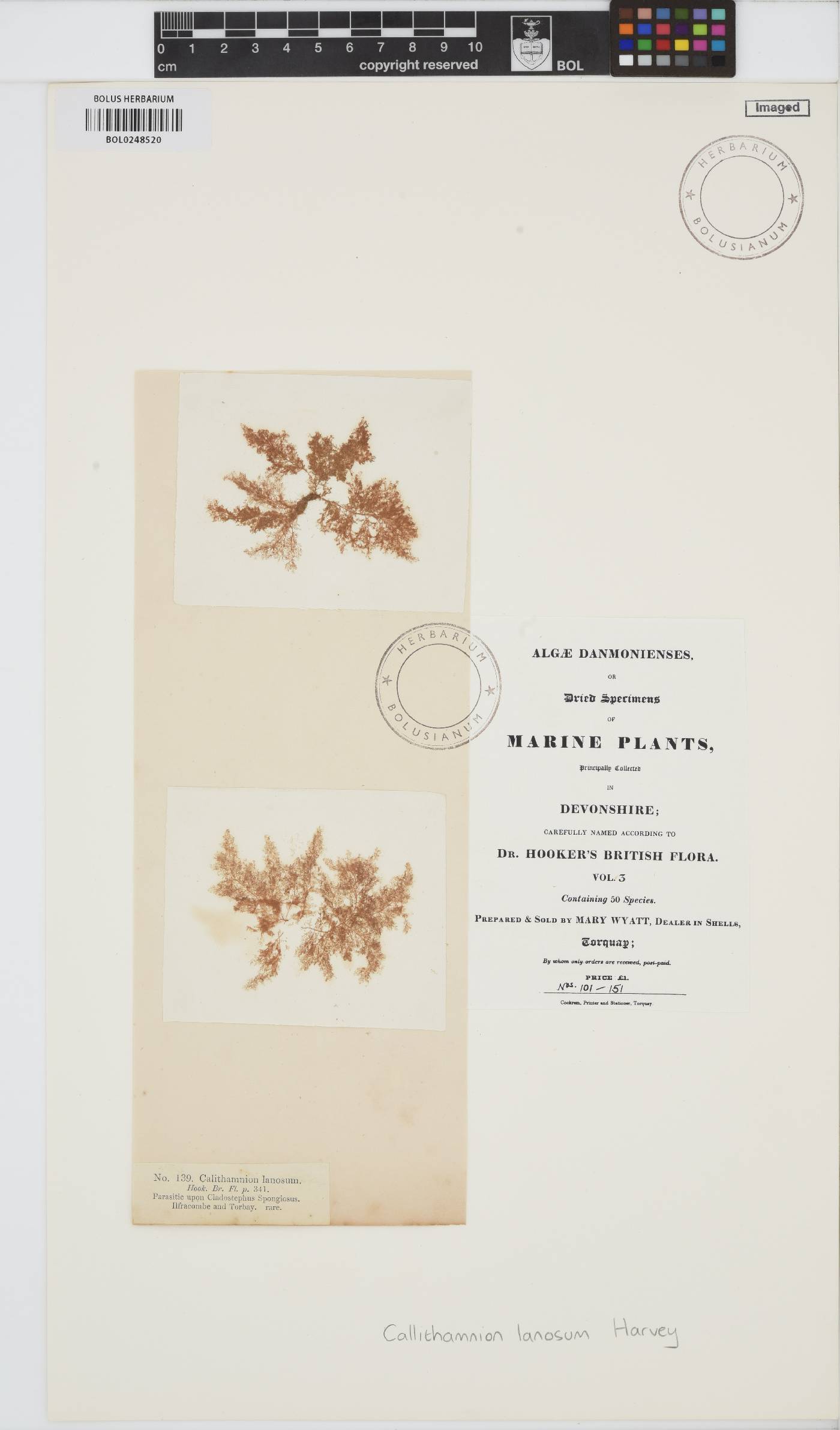 Callithamnion lanosum image