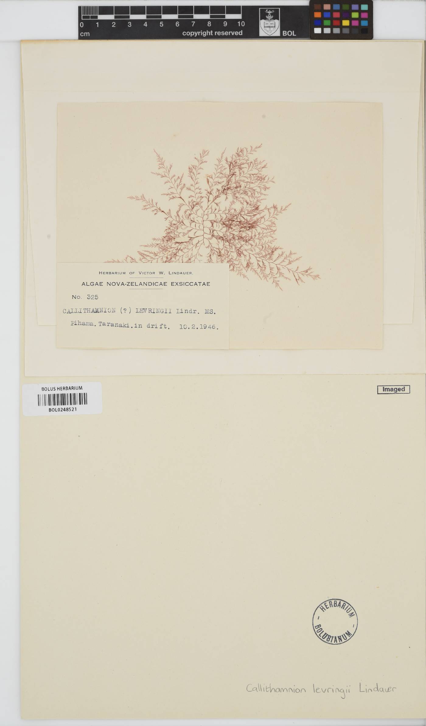 Deucalion levringii image