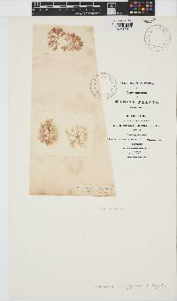 Gaillona hookeri image