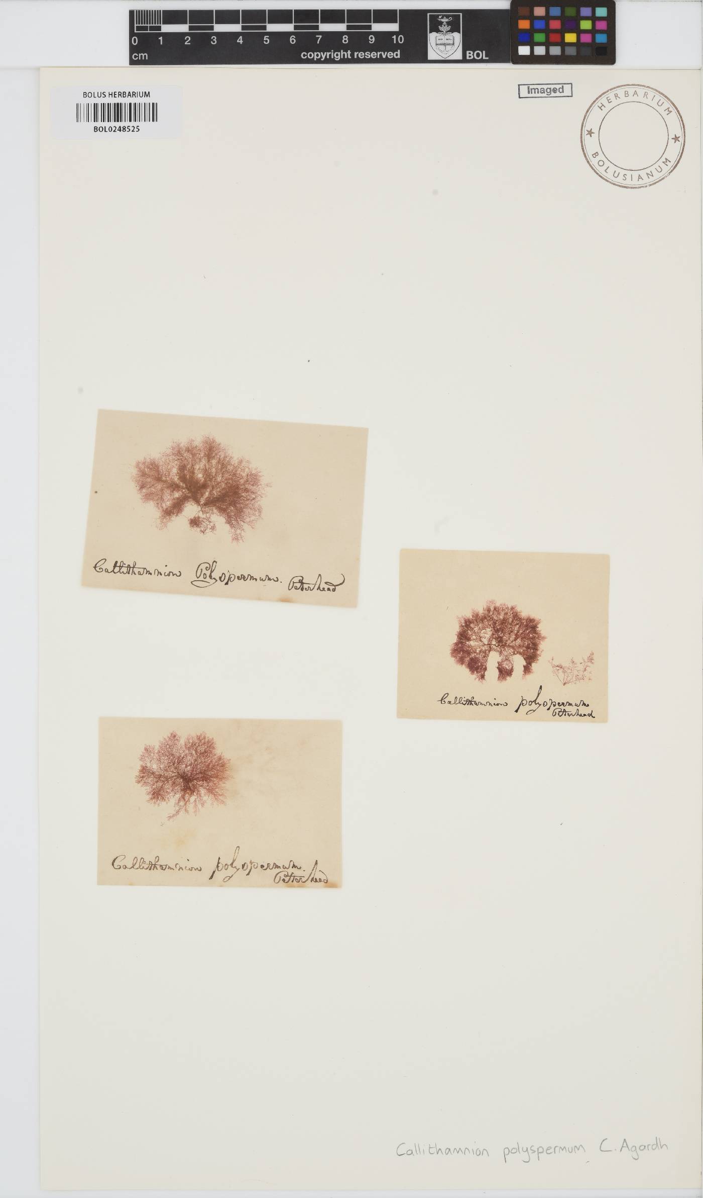 Gaillona hookeri image