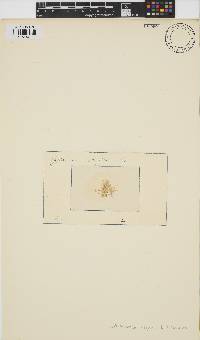 Image of Callithamnion rupicola