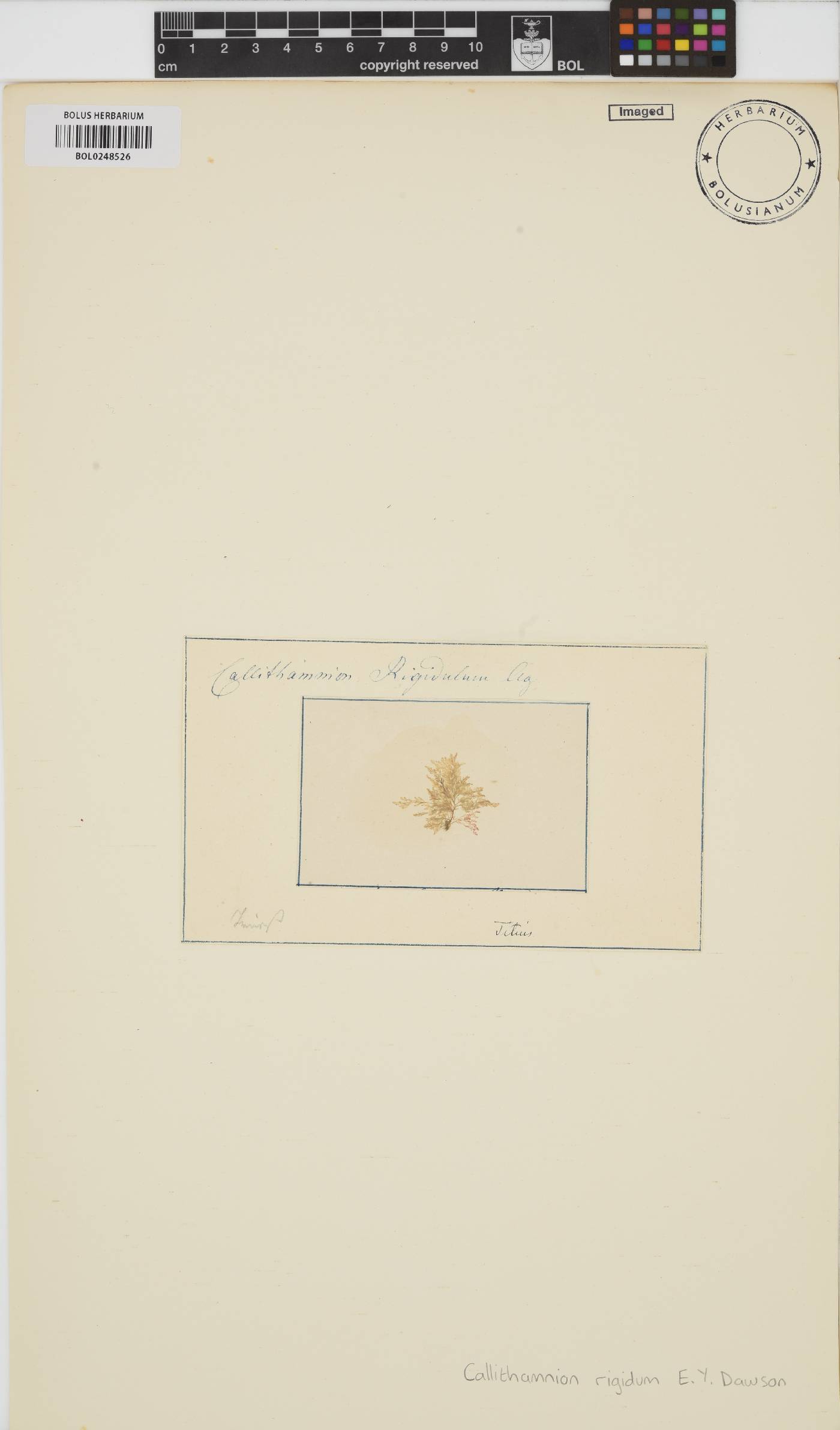 Callithamnion rupicola image