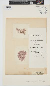 Image of Gaillona rosea