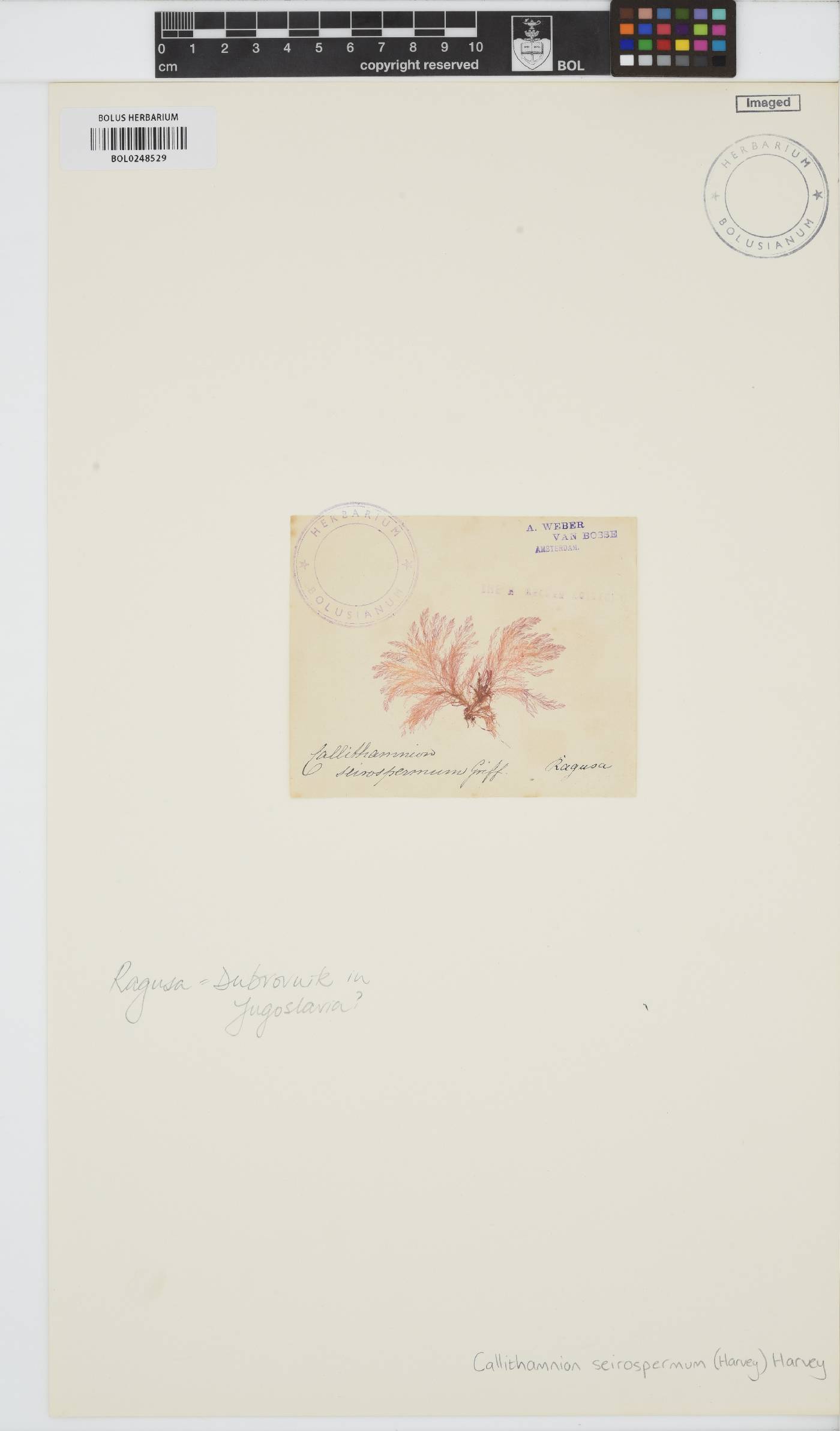 Seirospora image