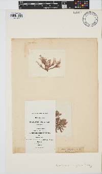 Callithamnion granulatum image