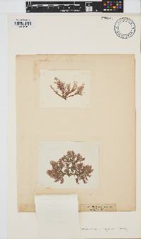 Callithamnion granulatum image
