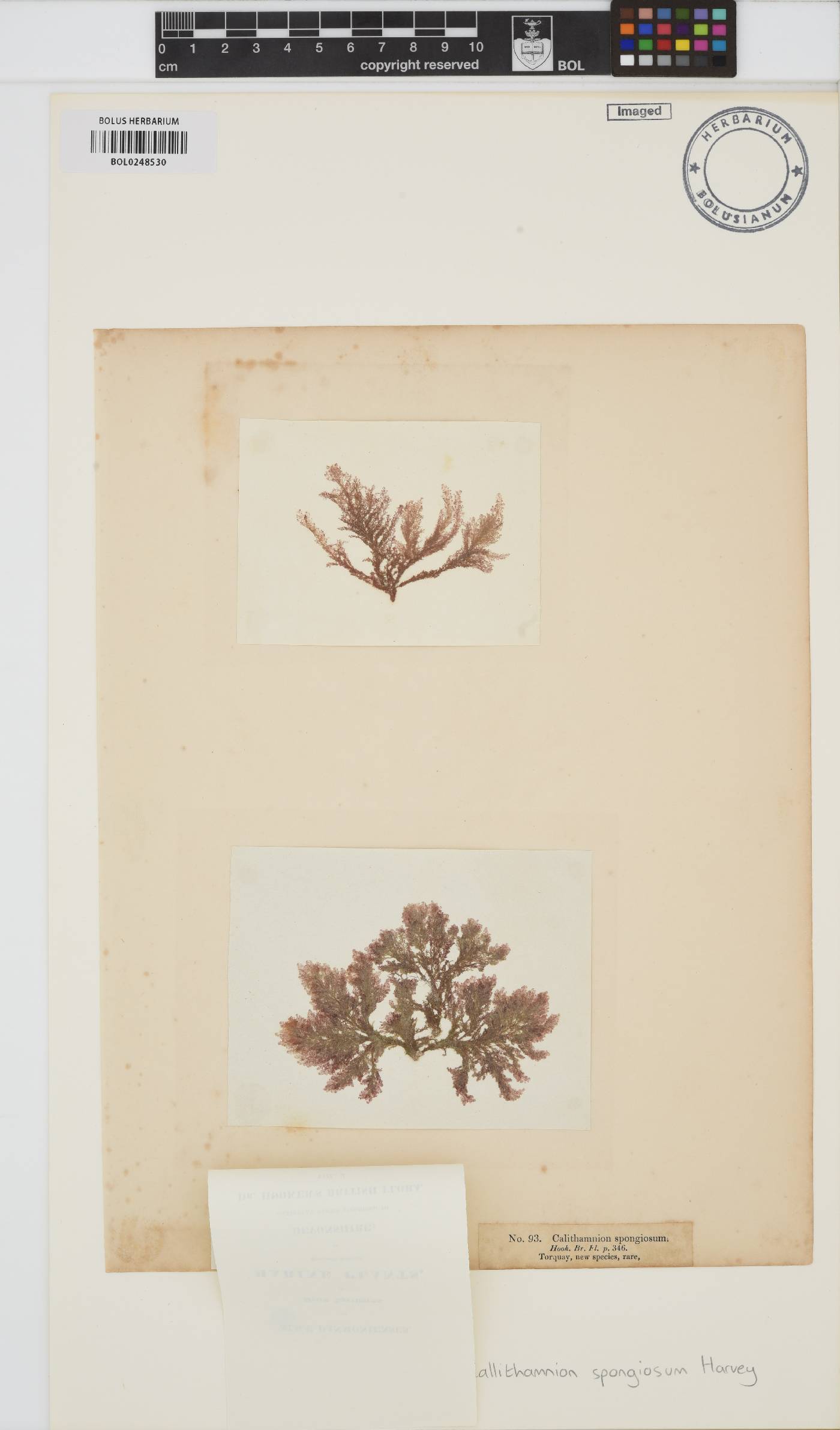 Callithamnion granulatum image