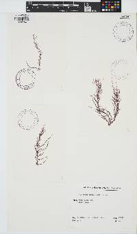 Callithamnion tetragonum image