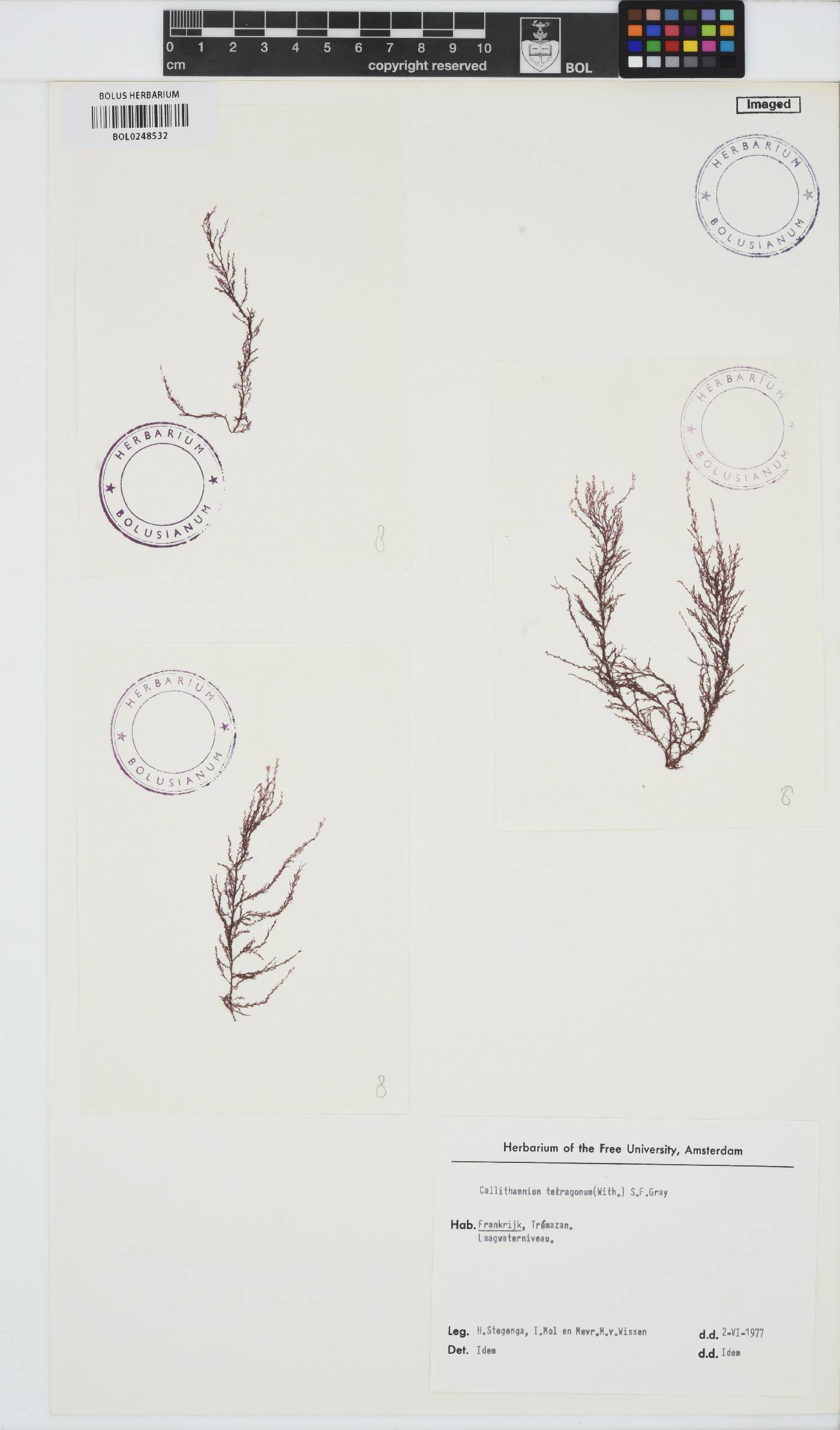 Callithamnion tetragonum image