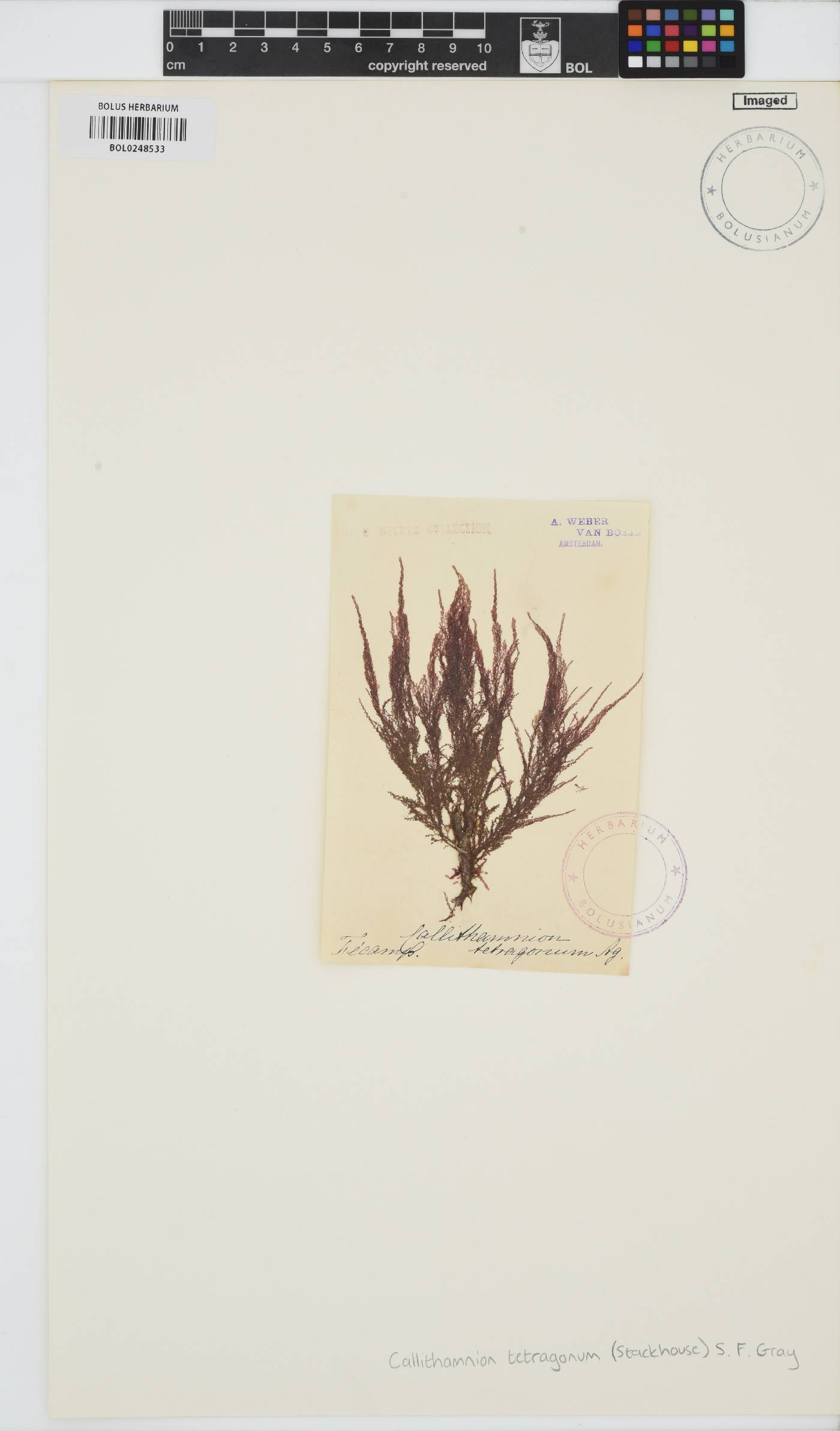 Callithamnion tetragonum image