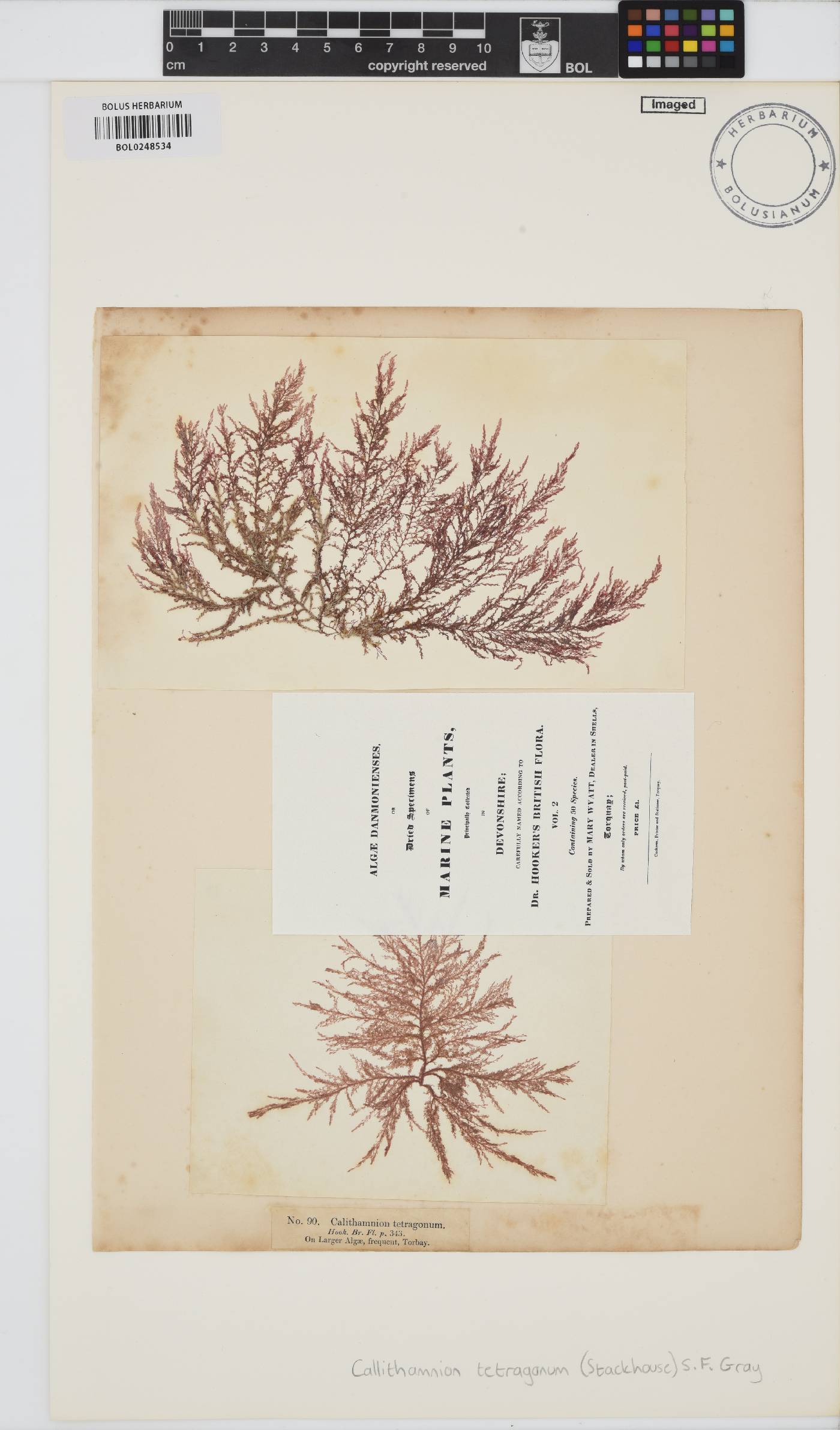 Callithamnion tetragonum image