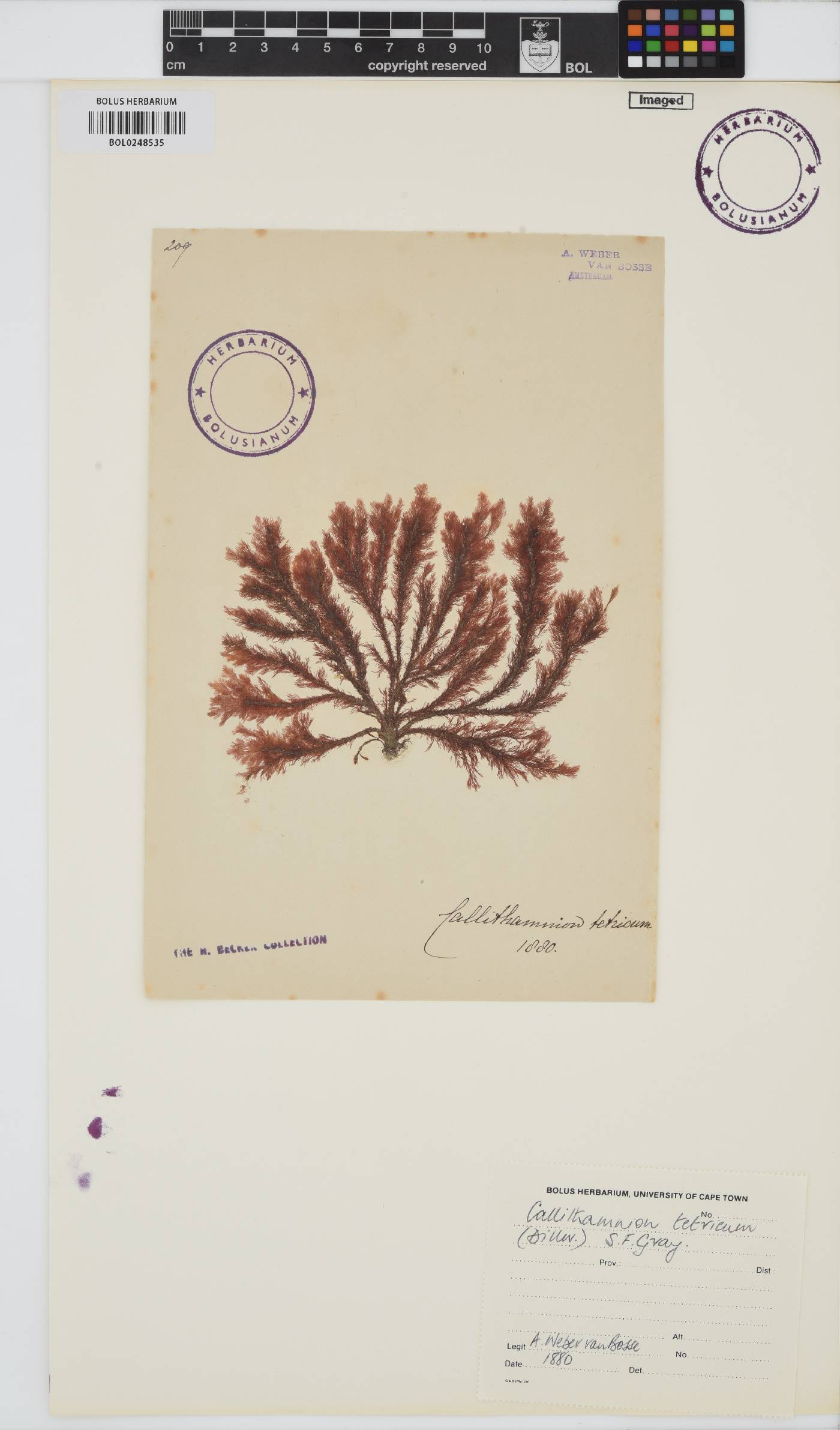 Callithamnion tetricum image