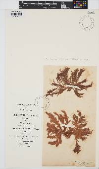 Callithamnion tetricum image