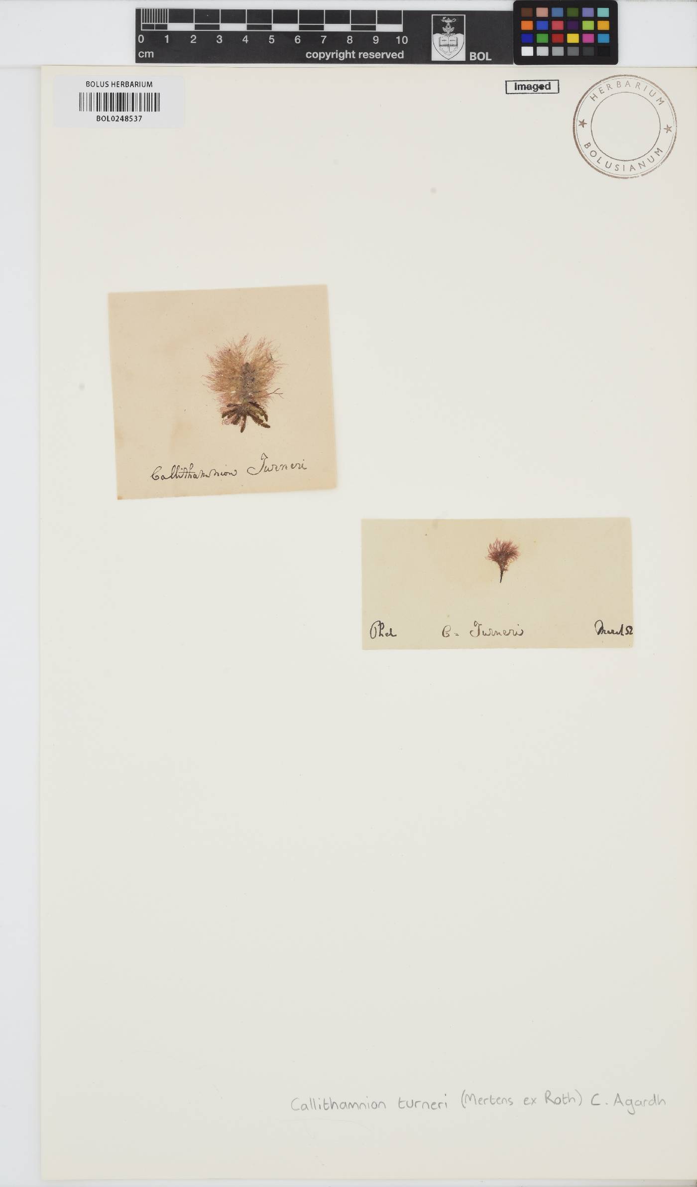 Scagelothamnion image