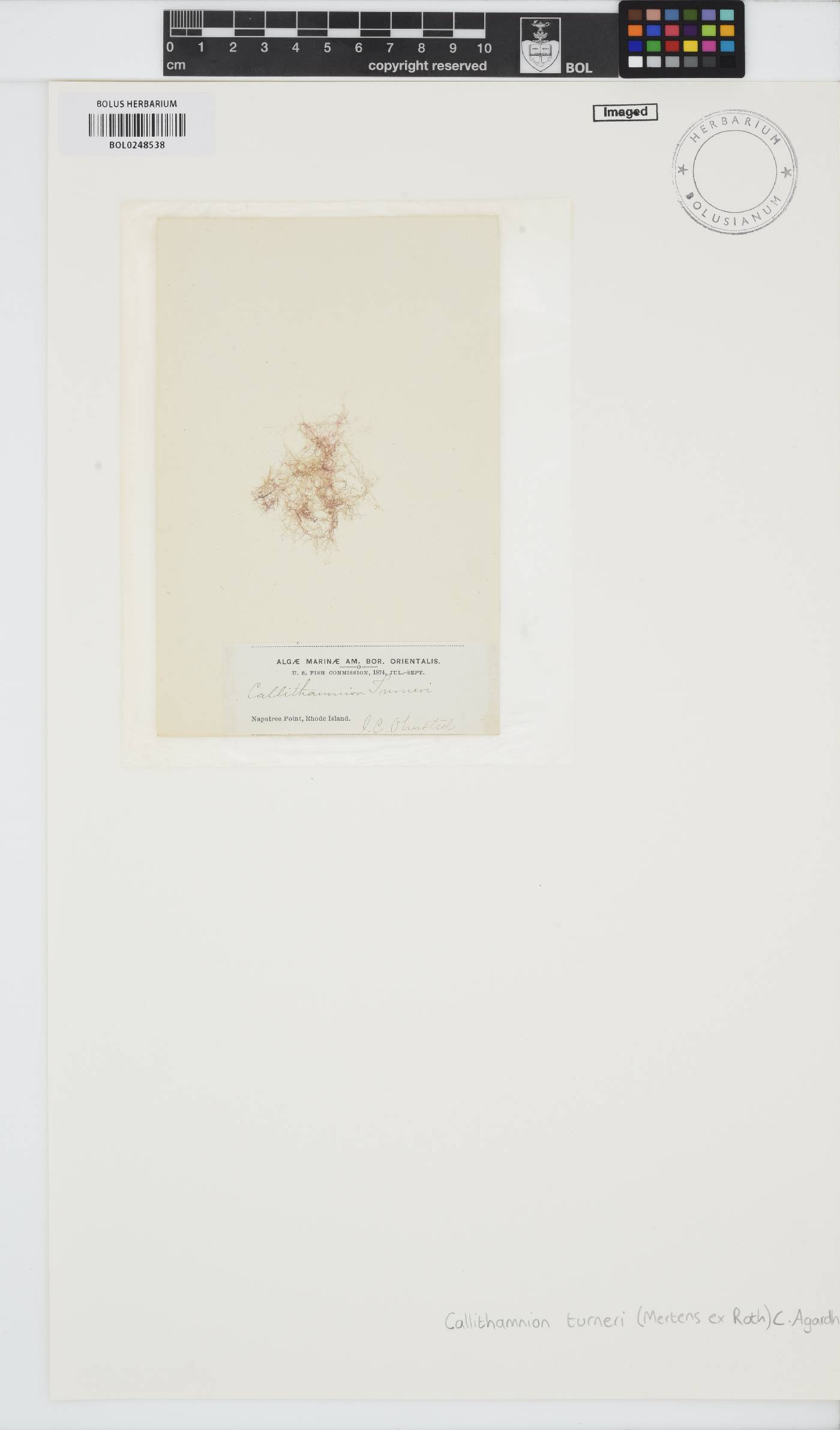 Scagelothamnion turneri image