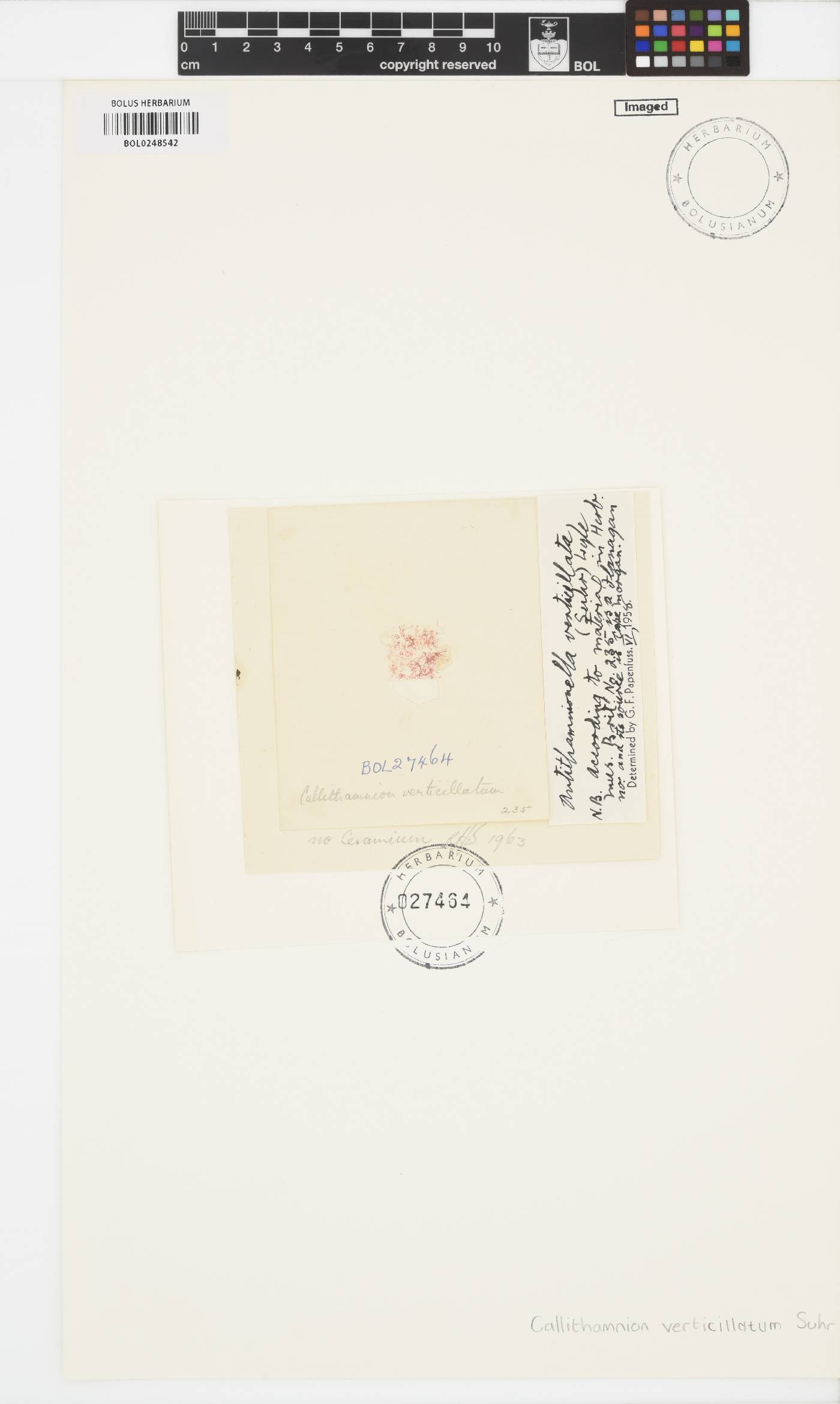 Antithamnionella verticillata image