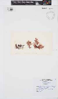 Callophycus condominius image