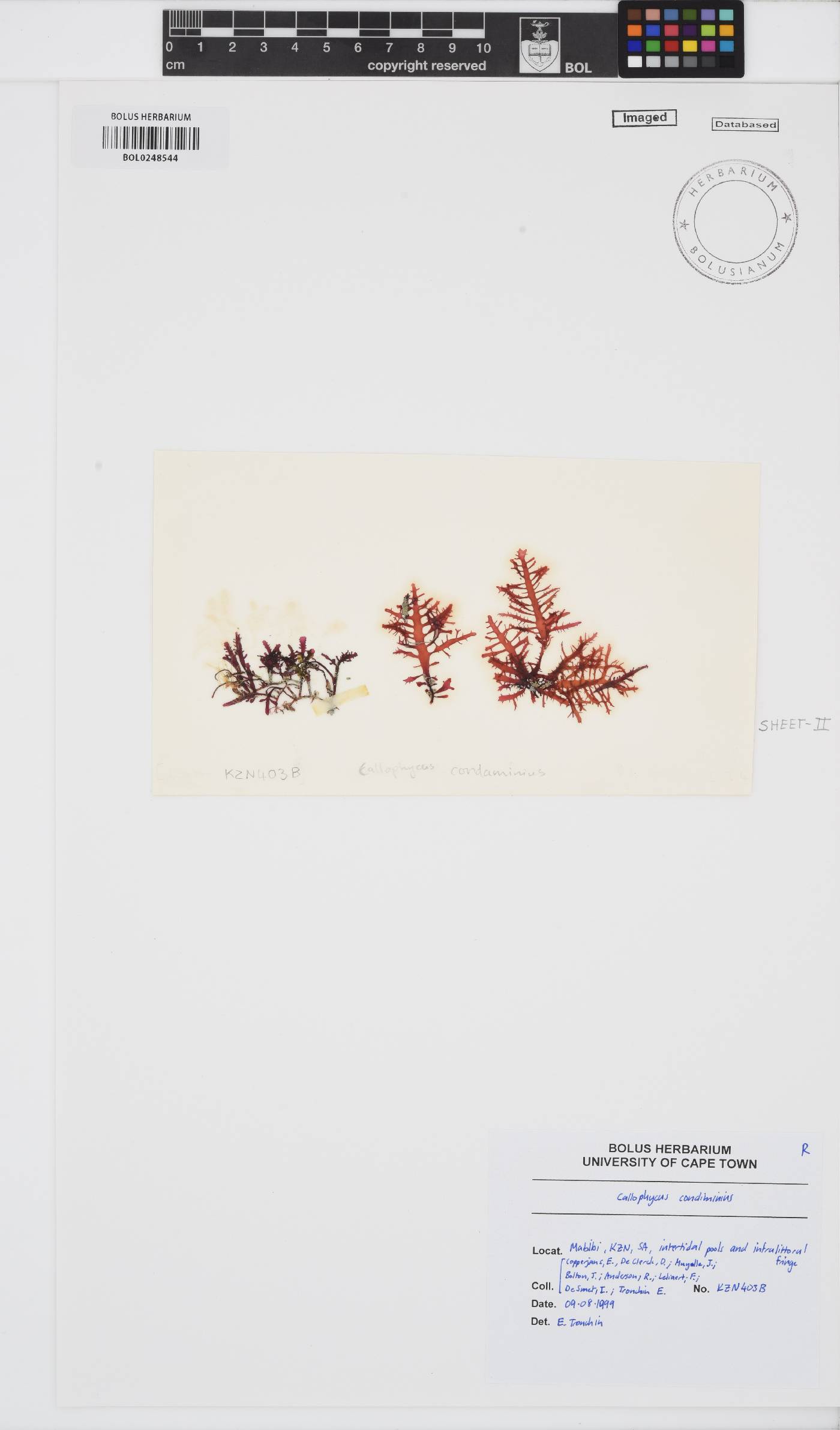 Callophycus condominius image