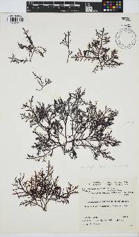 Callophycus densus image