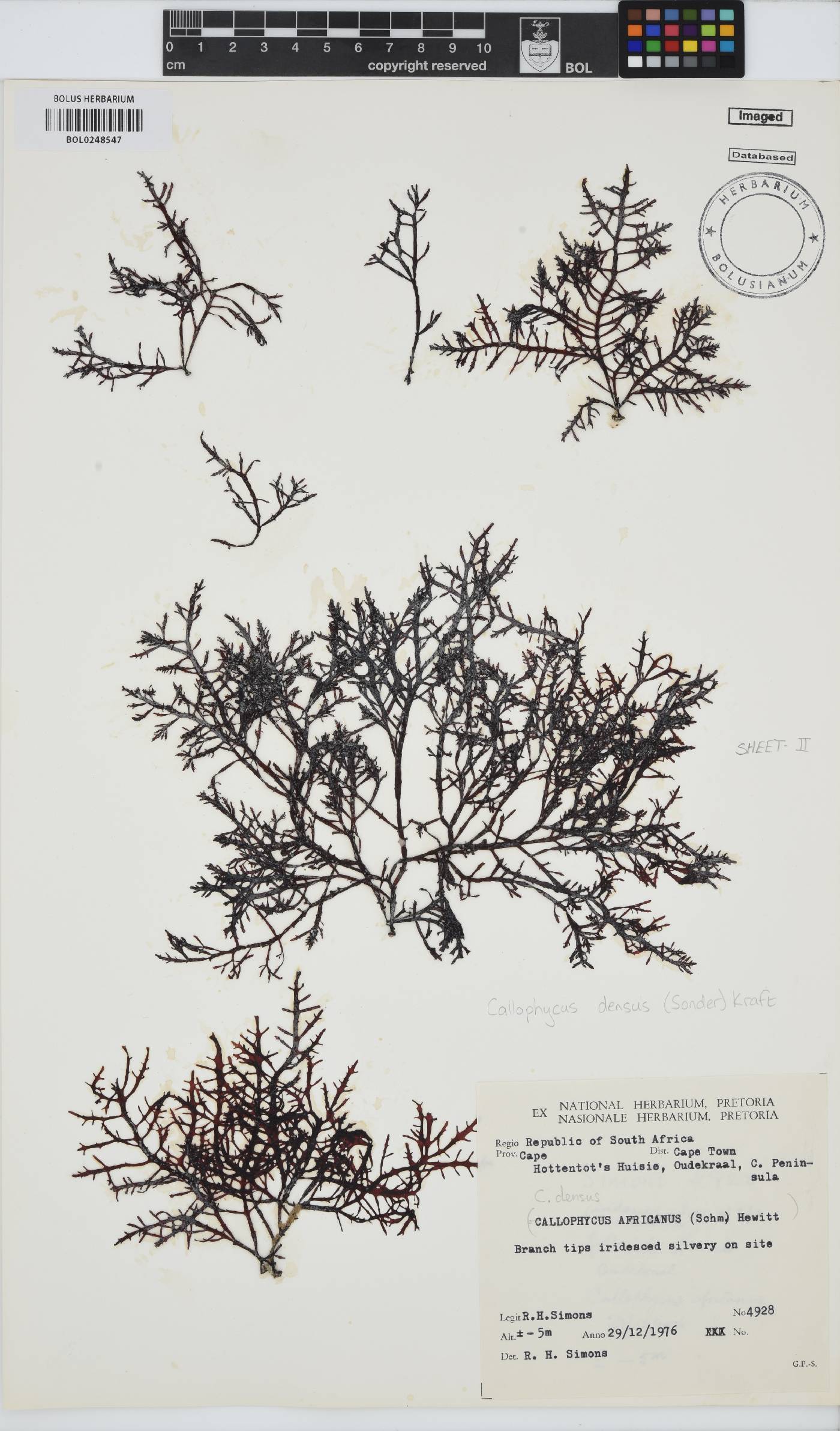 Callophycus densus image