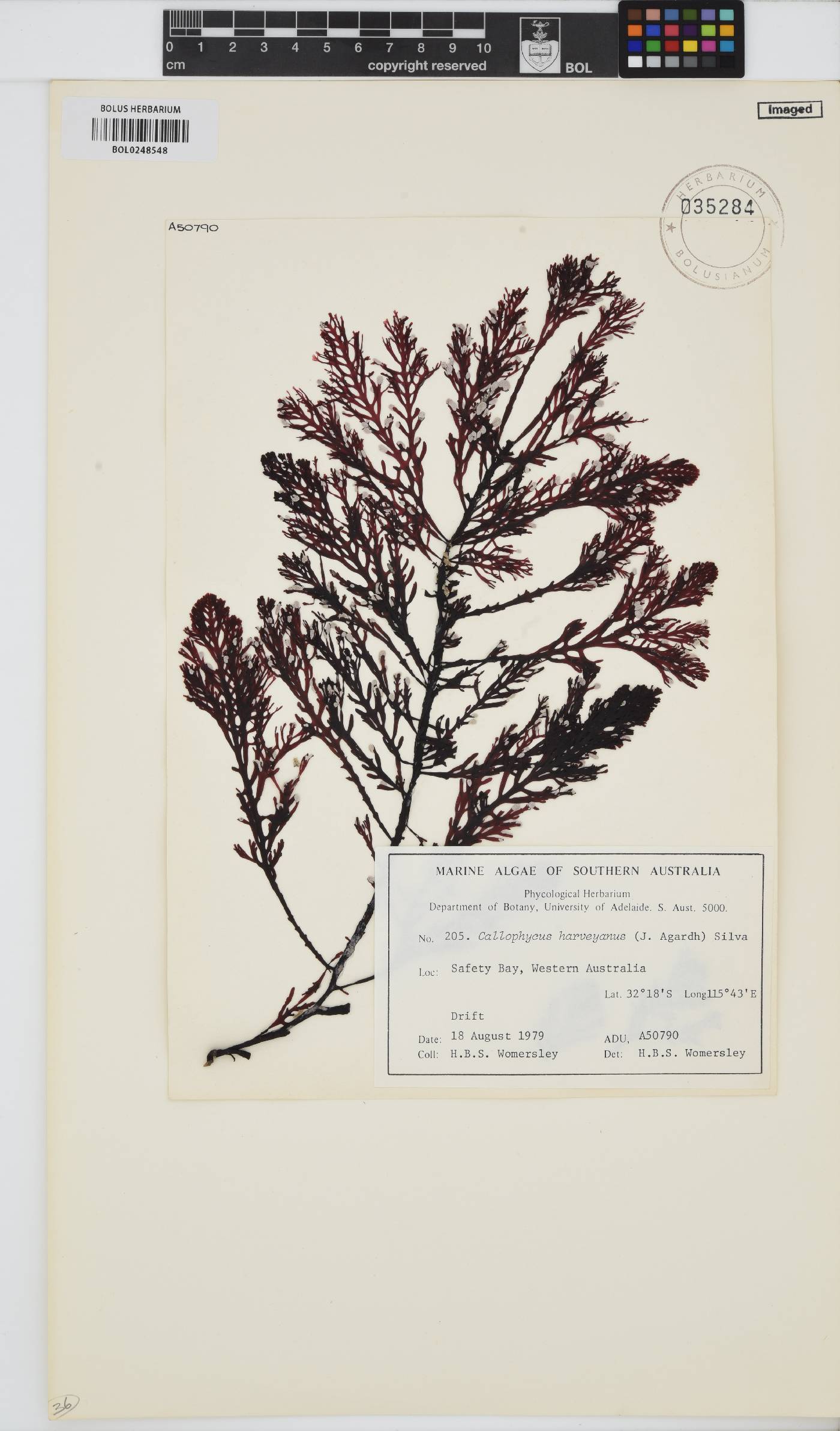 Callophycus harveyanus image