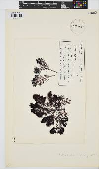 Image of Callophycus oppositifolius