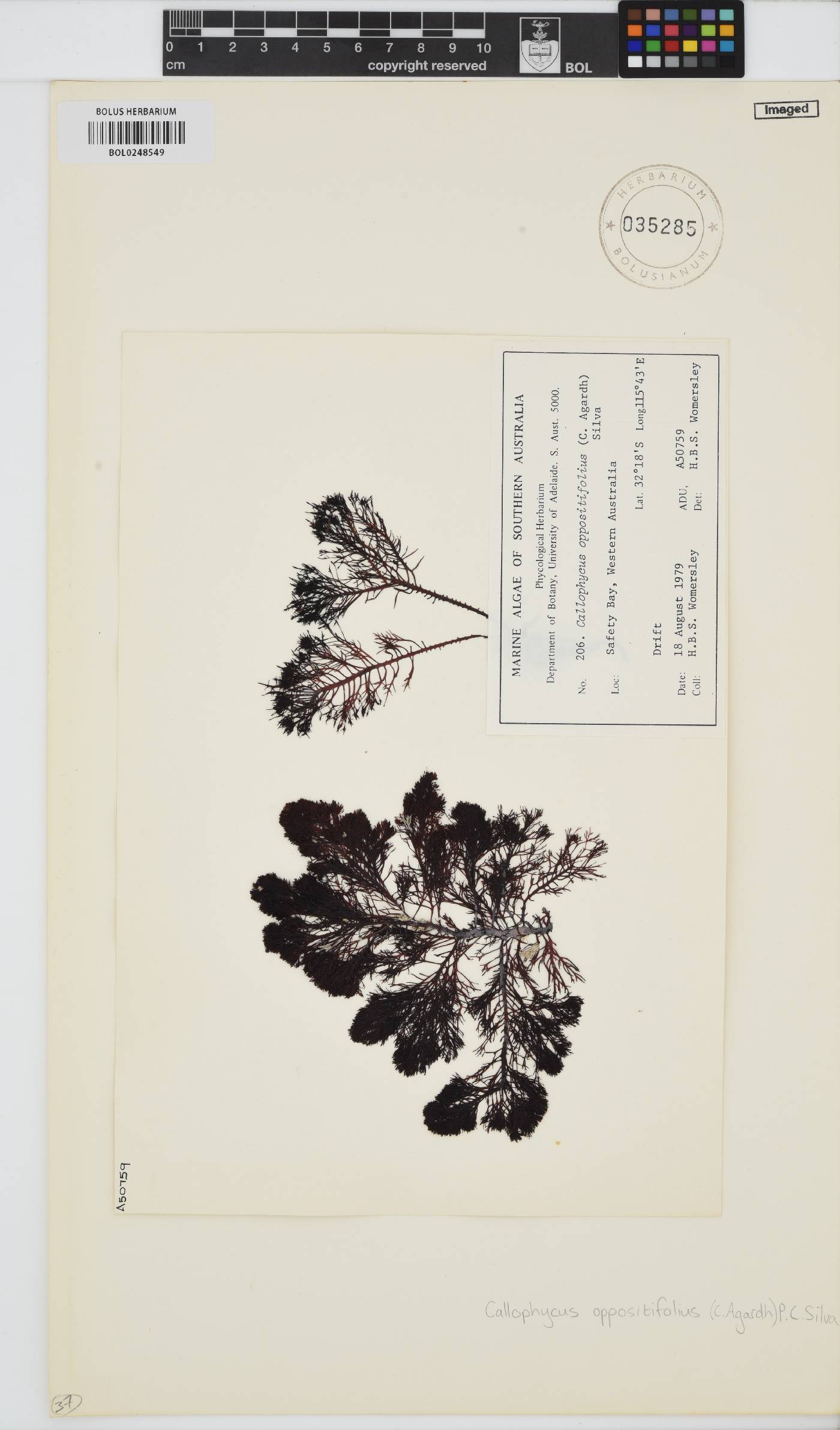 Callophycus oppositifolius image