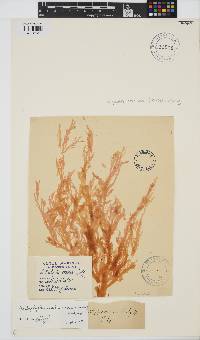 Image of Callophyllis rangiferina