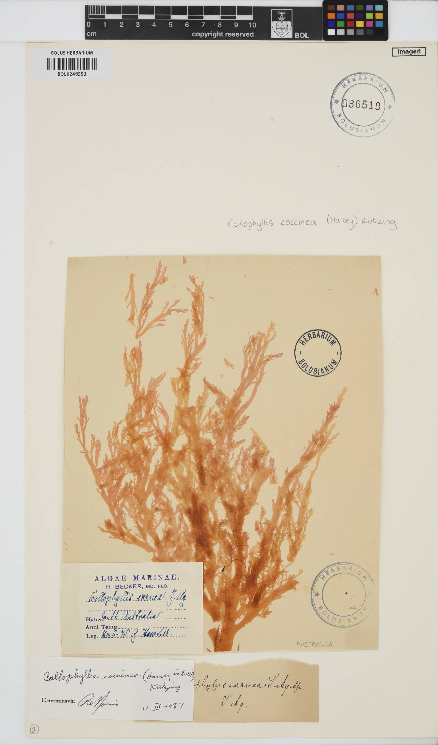 Callophyllis rangiferina image