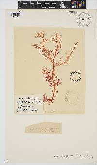 Callophyllis rangiferina image