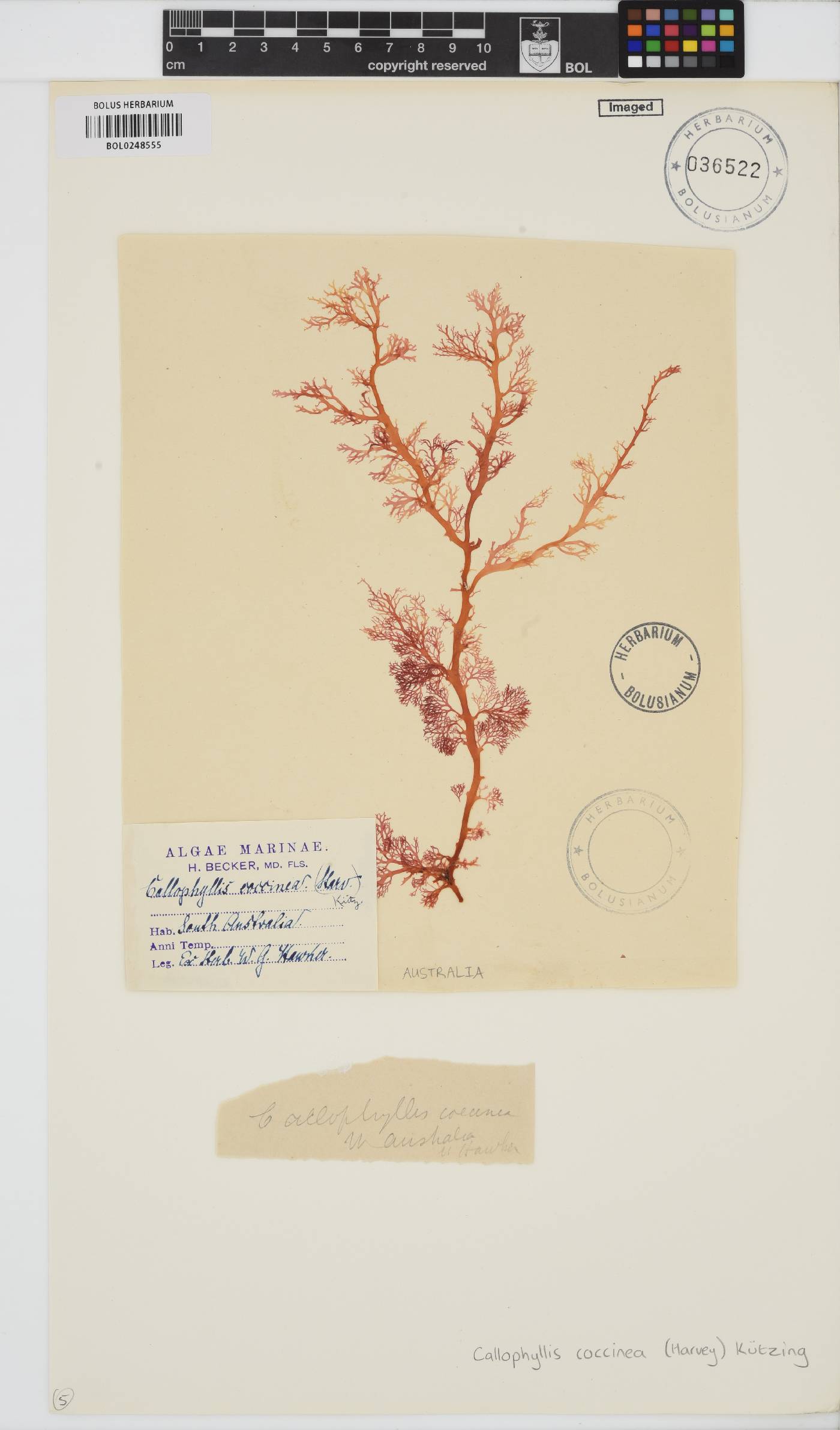 Callophyllis rangiferina image