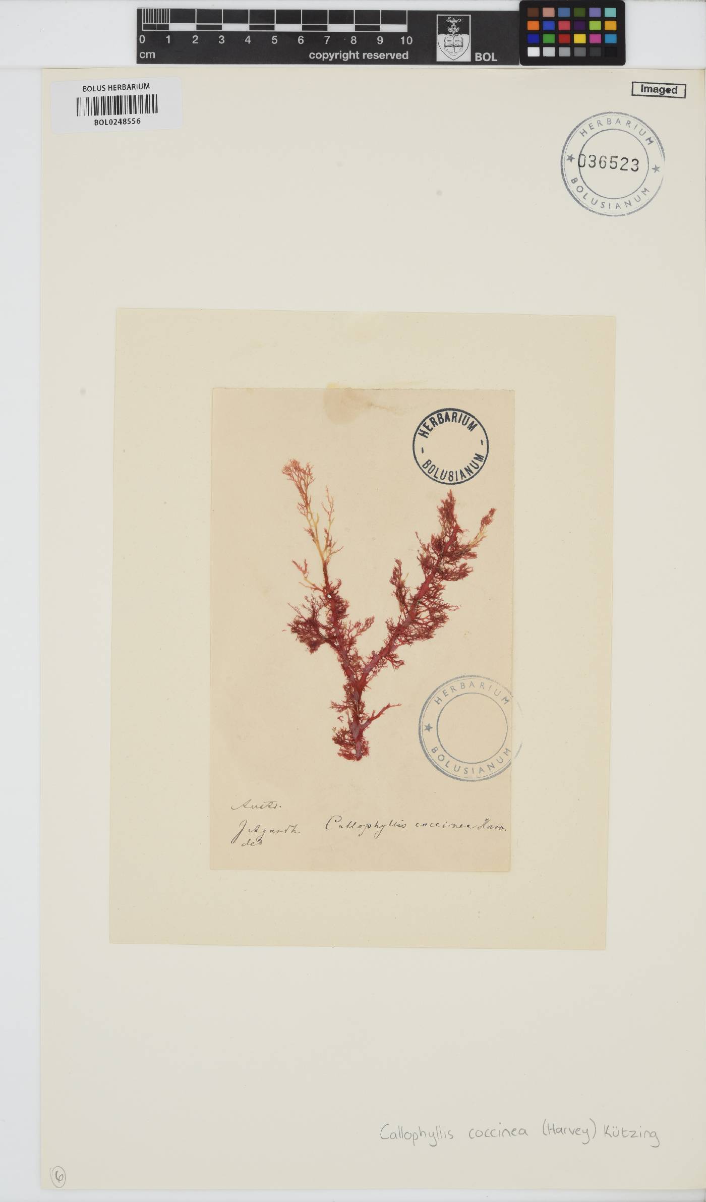 Callophyllis rangiferina image