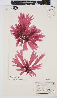 Image of Callophyllis crispata