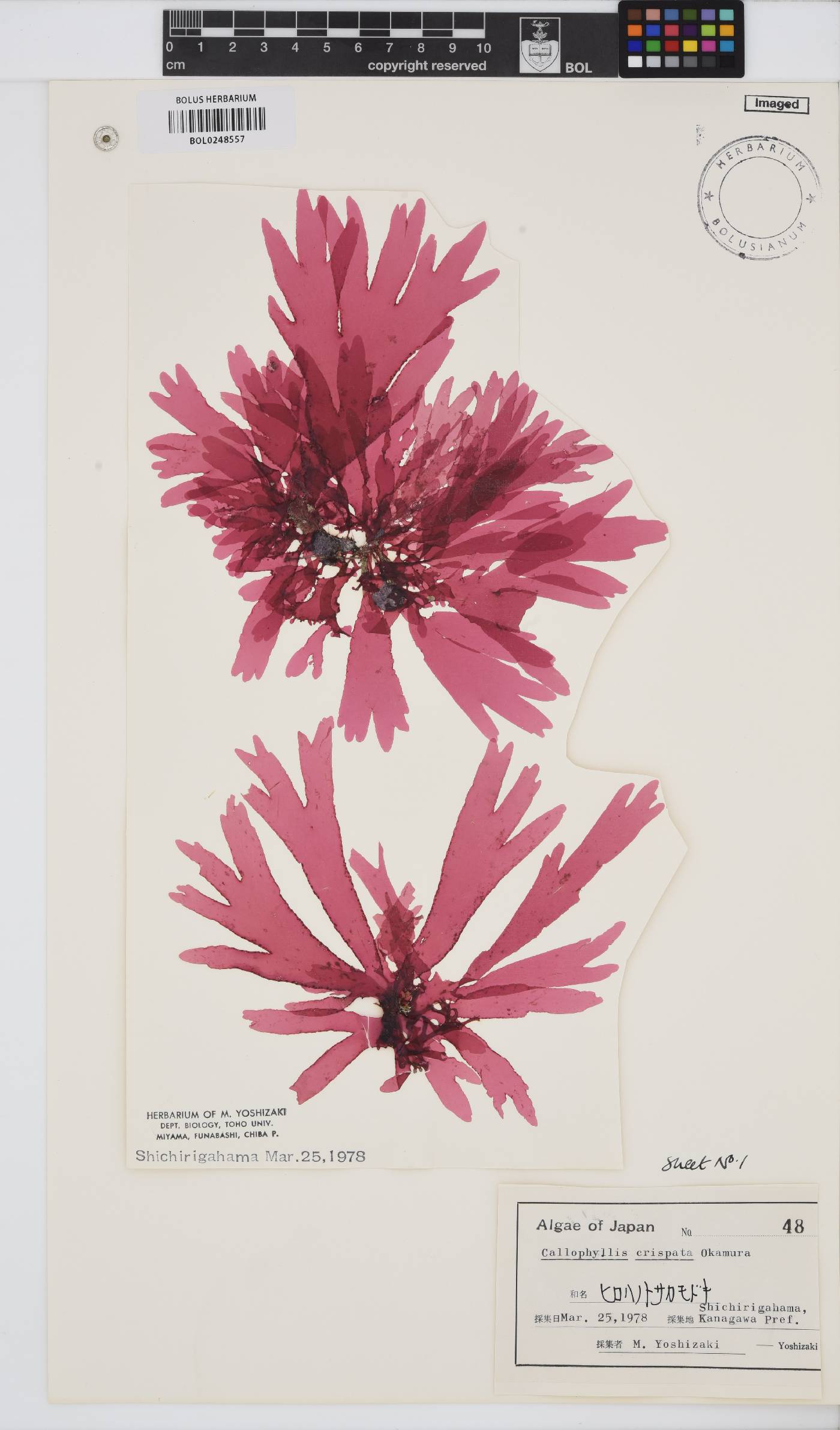 Callophyllis crispata image