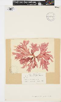 Image of Callophyllis laingiana