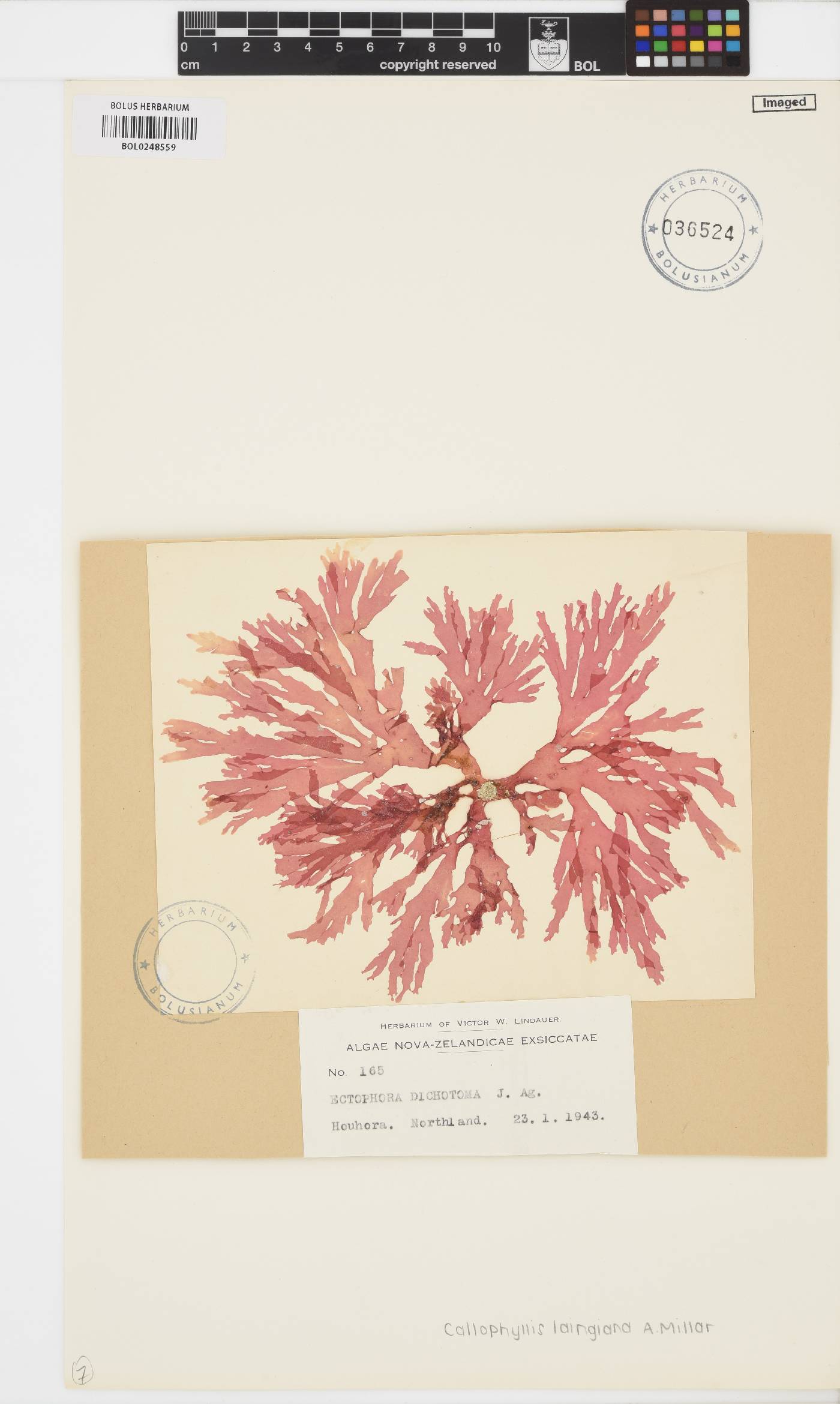 Callophyllis laingiana image