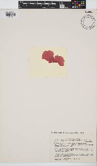 Image of Salishia firma