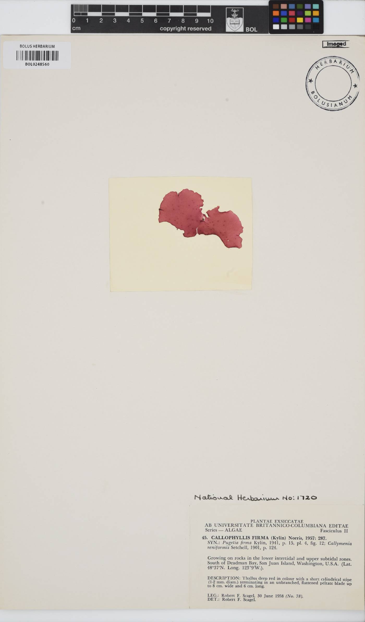 Salishia firma image