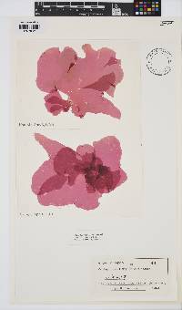 Salishia firma image