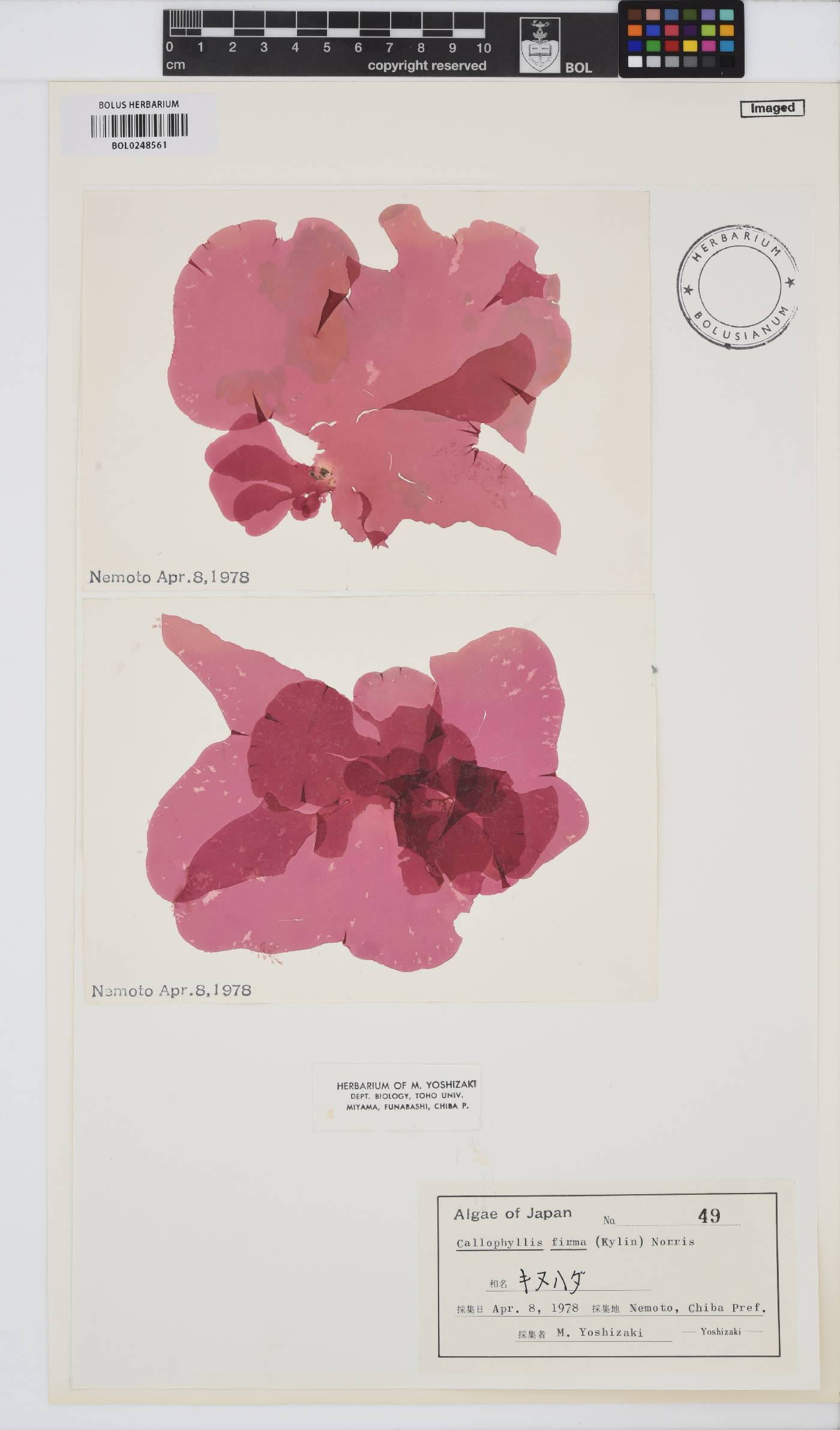 Salishia firma image