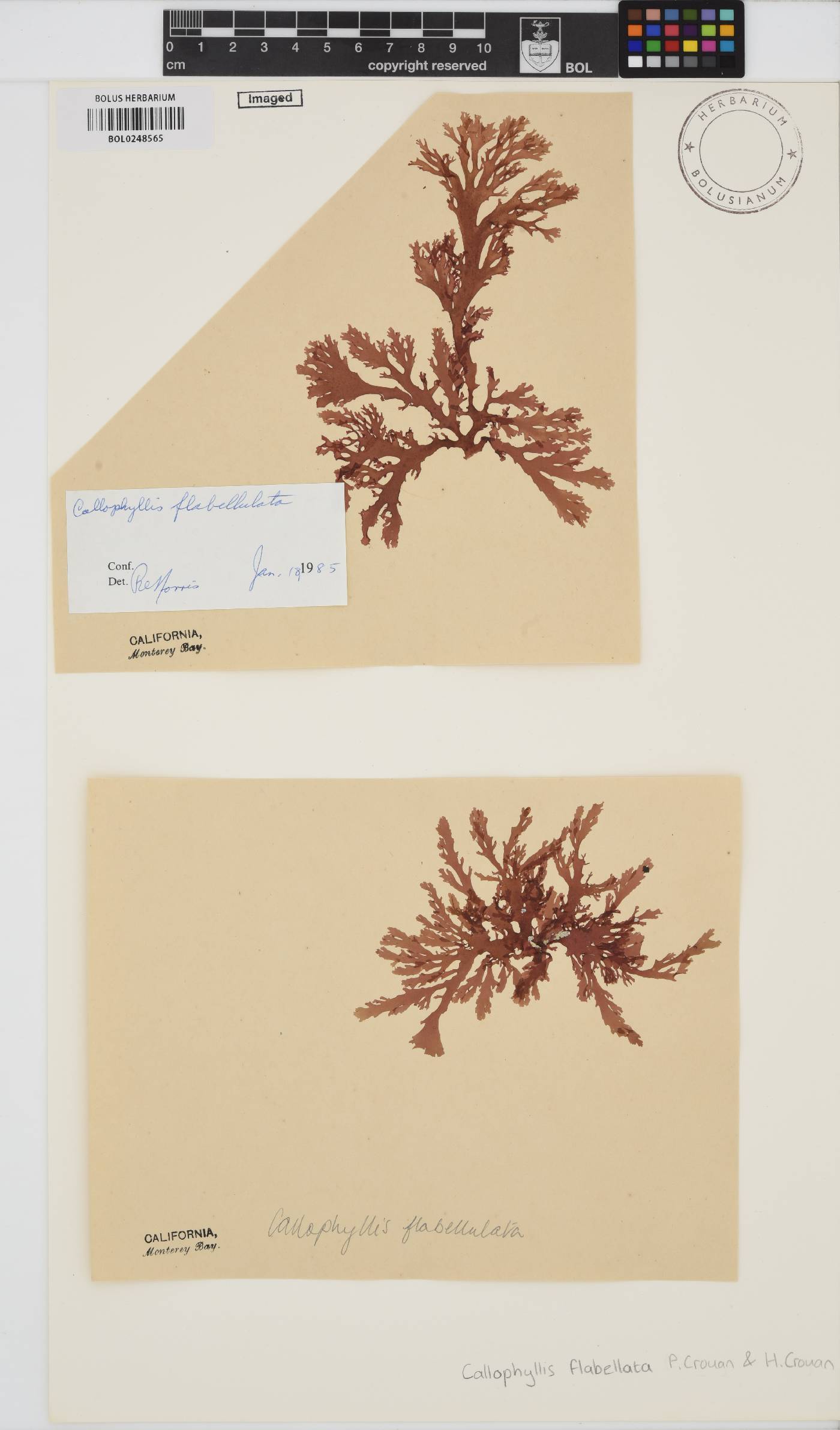Callophyllis flabellata image