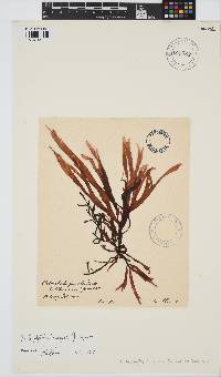 Image of Callophyllis obtusifolia
