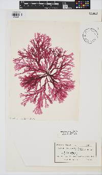 Image of Callophyllis japonica