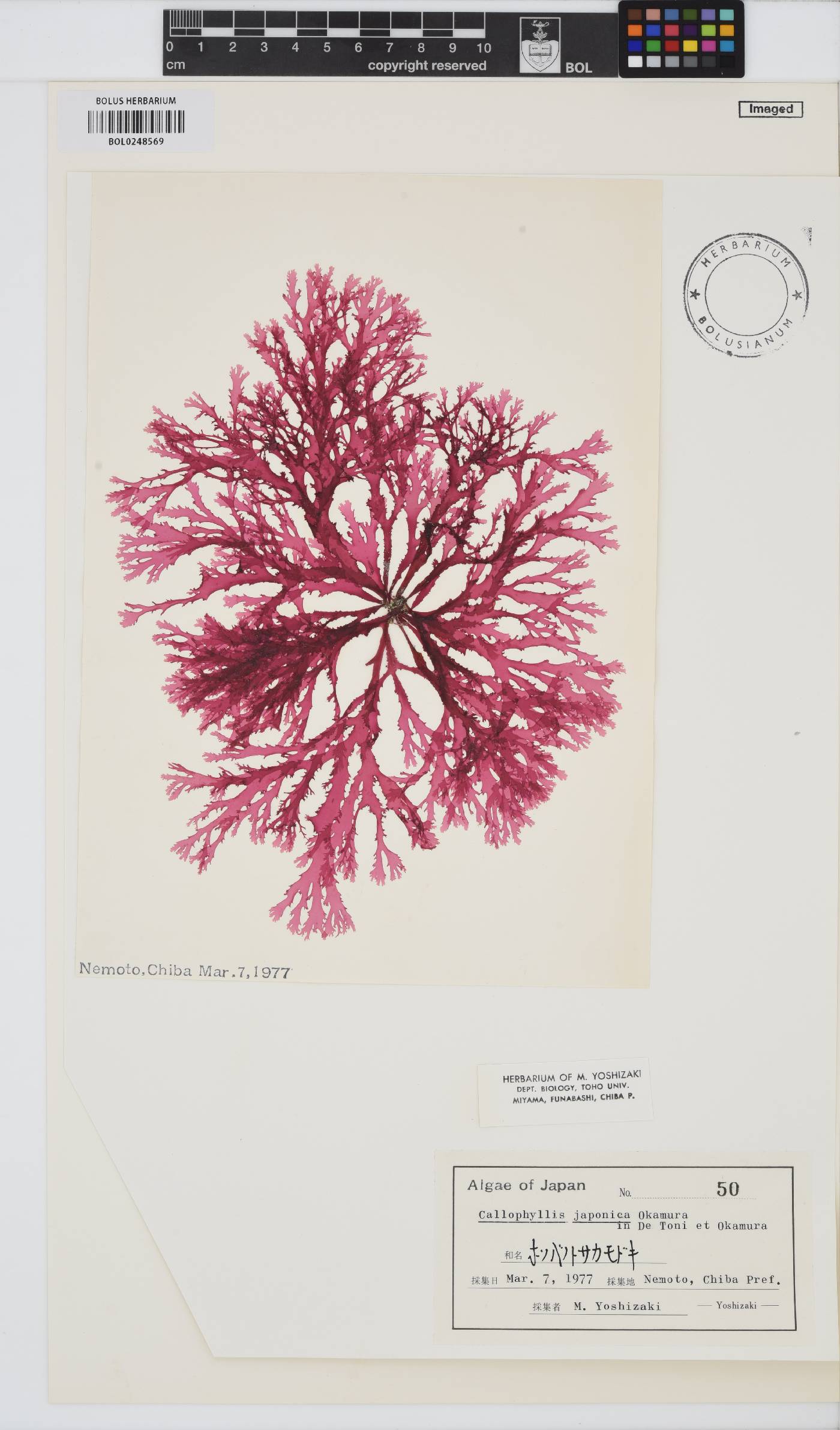 Callophyllis japonica image