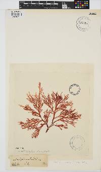 Image of Callophyllis lambertii