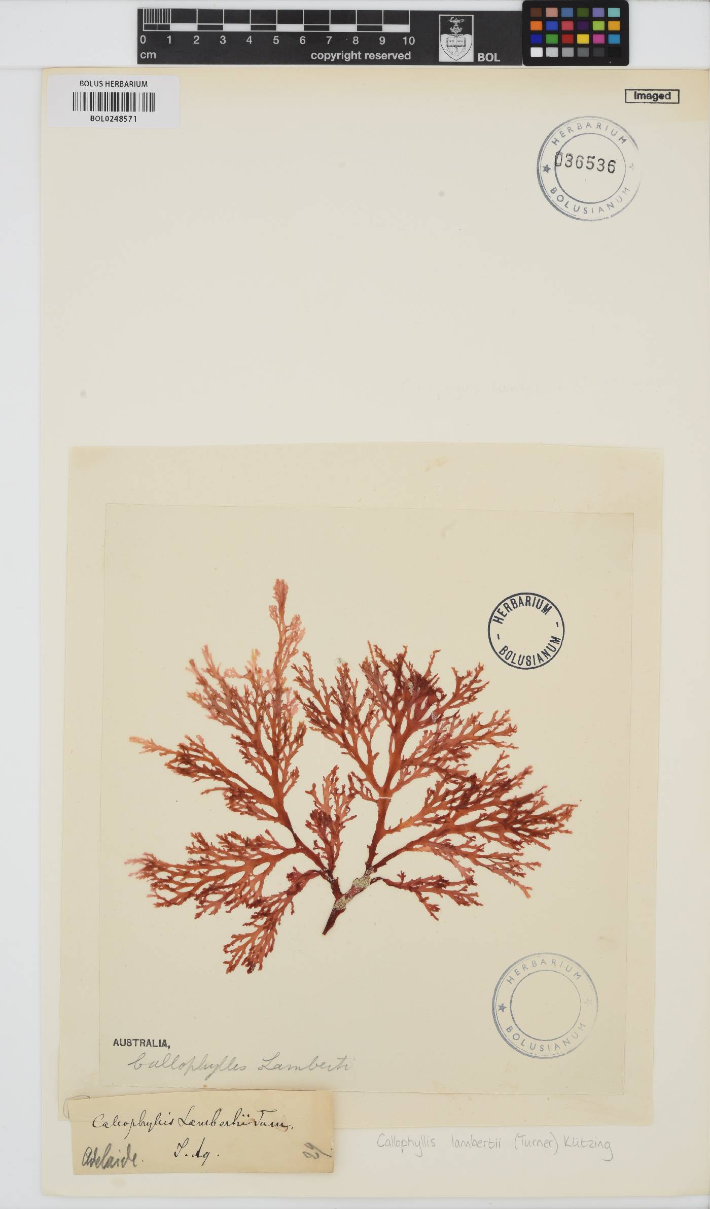 Callophyllis lambertii image