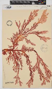 Callophyllis lambertii image