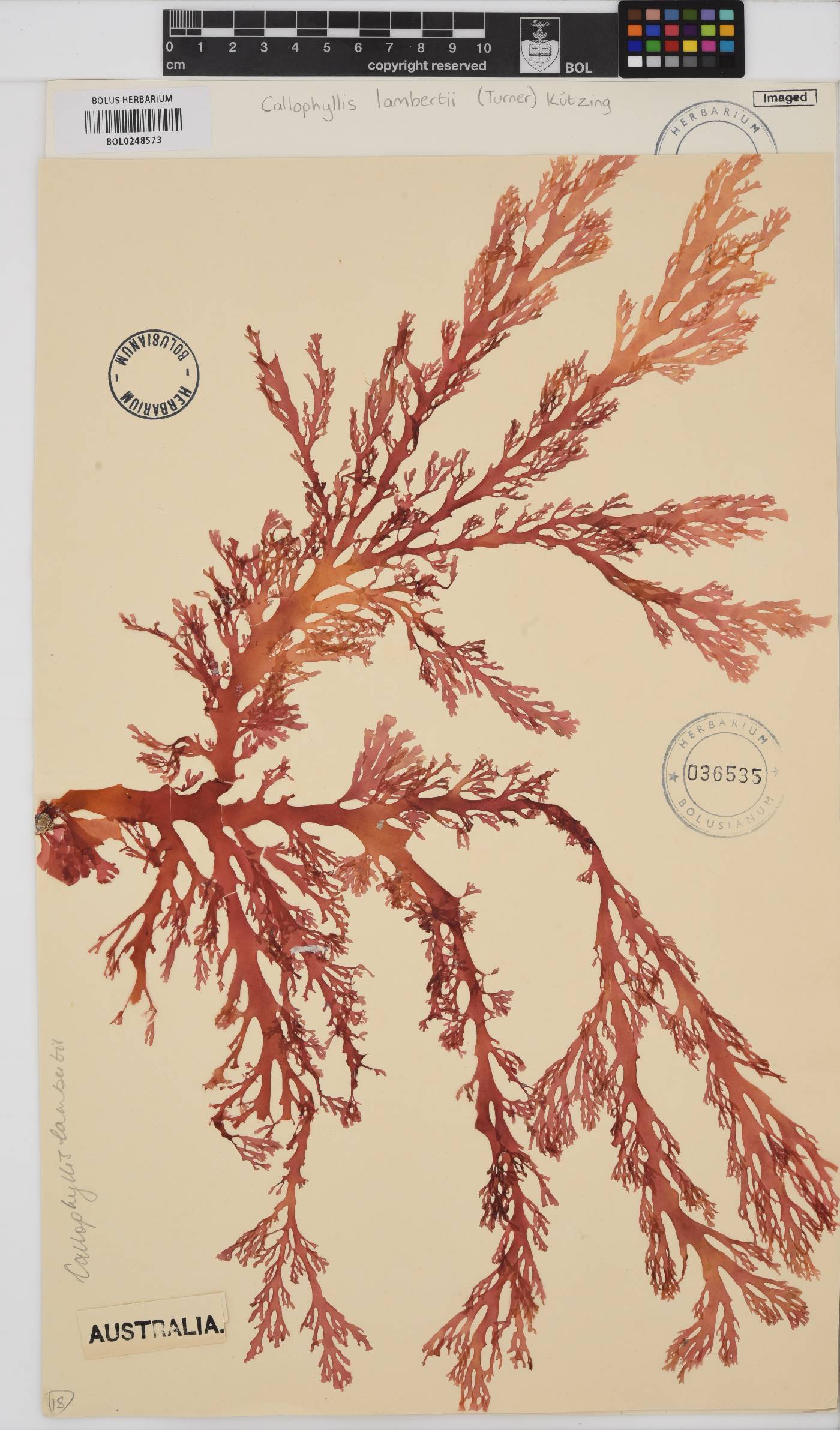 Callophyllis lambertii image