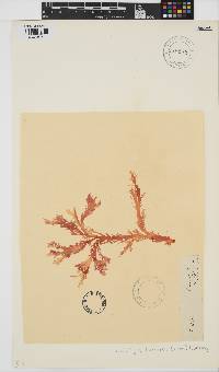 Callophyllis lambertii image