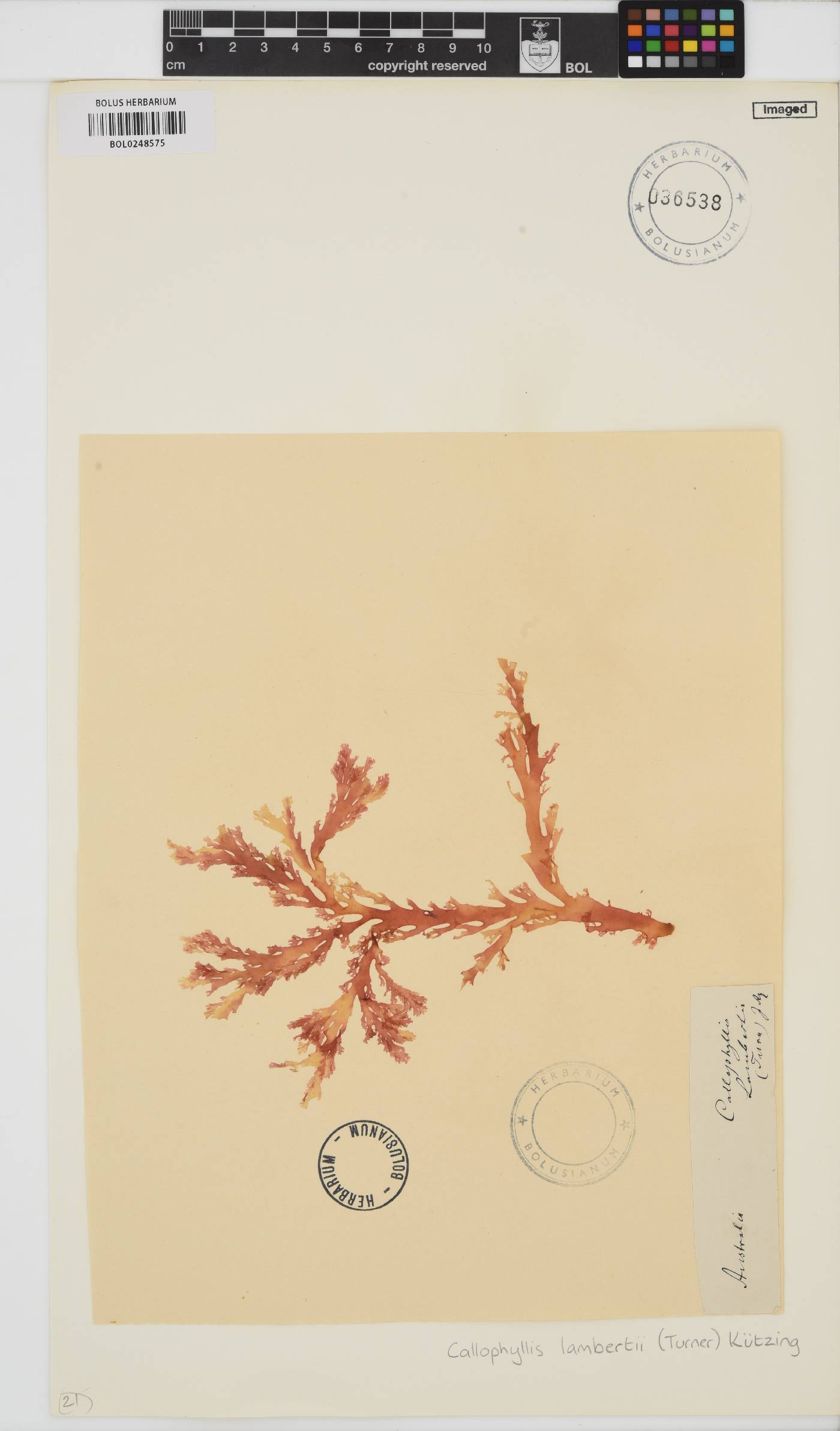 Callophyllis lambertii image